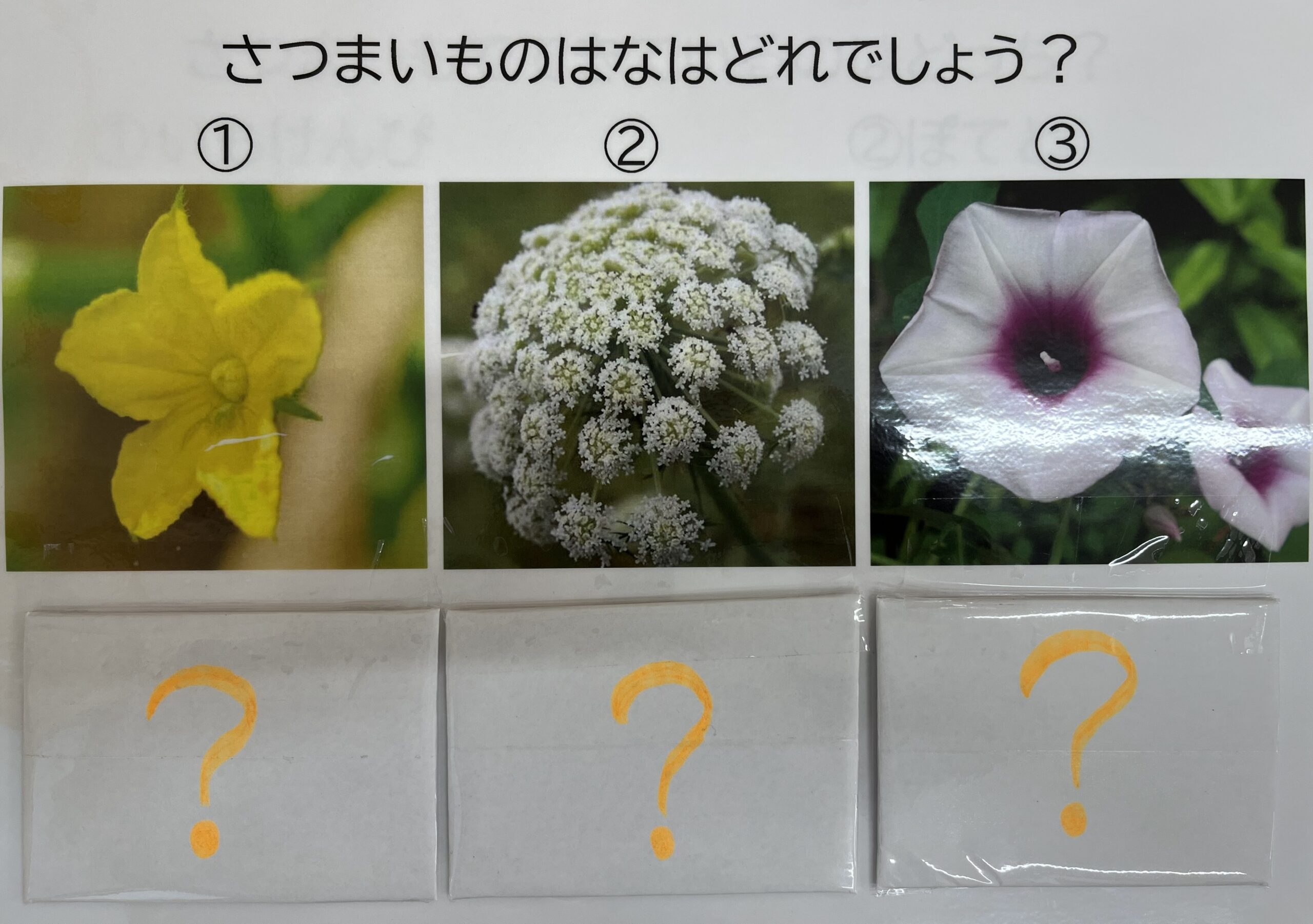 さつまいもクイズ🔎 ４歳児クラス芋掘り遠足